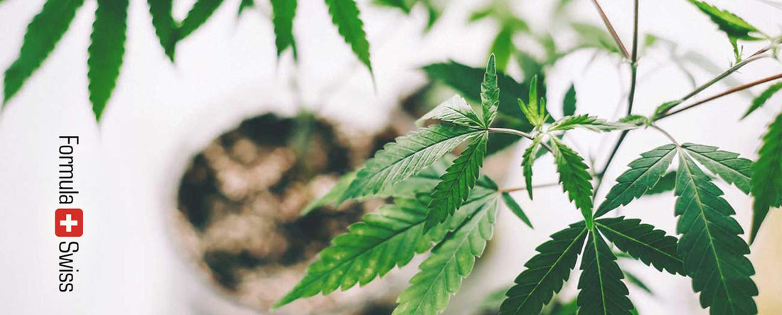99 % CBD-tuotteista Euroopassa laittomia, mutta osa ei