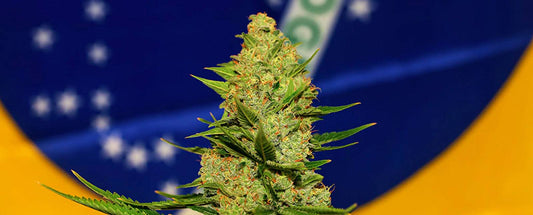Brasilian ANVISA hyväksyi tuotteemme lääkekannabiksena