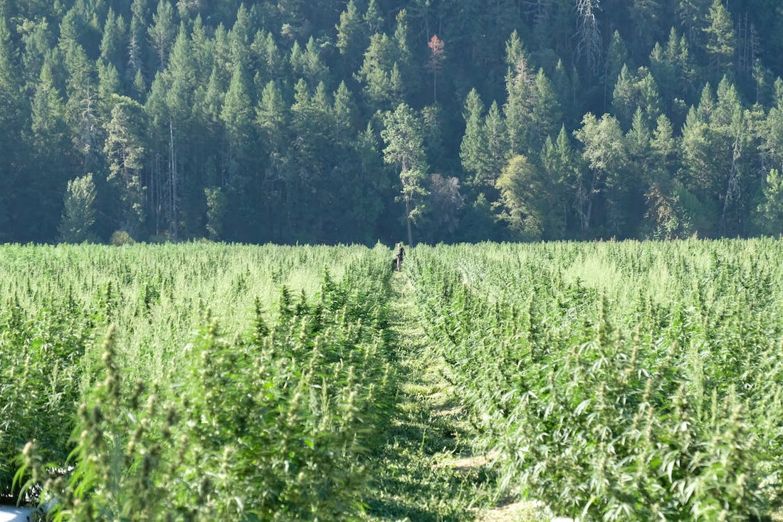 Sveitsin kannabiskokeiluohjelmat: Uusi aikakausi