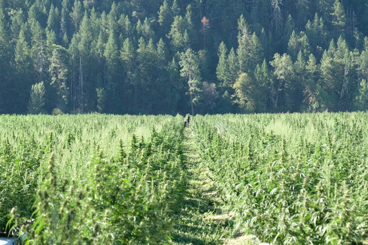 Sveitsin kannabiskokeiluohjelmat: Uusi aikakausi
