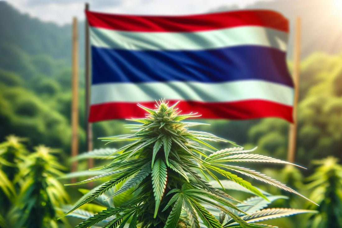 Thaimaan lippu ja kannabiskasvi