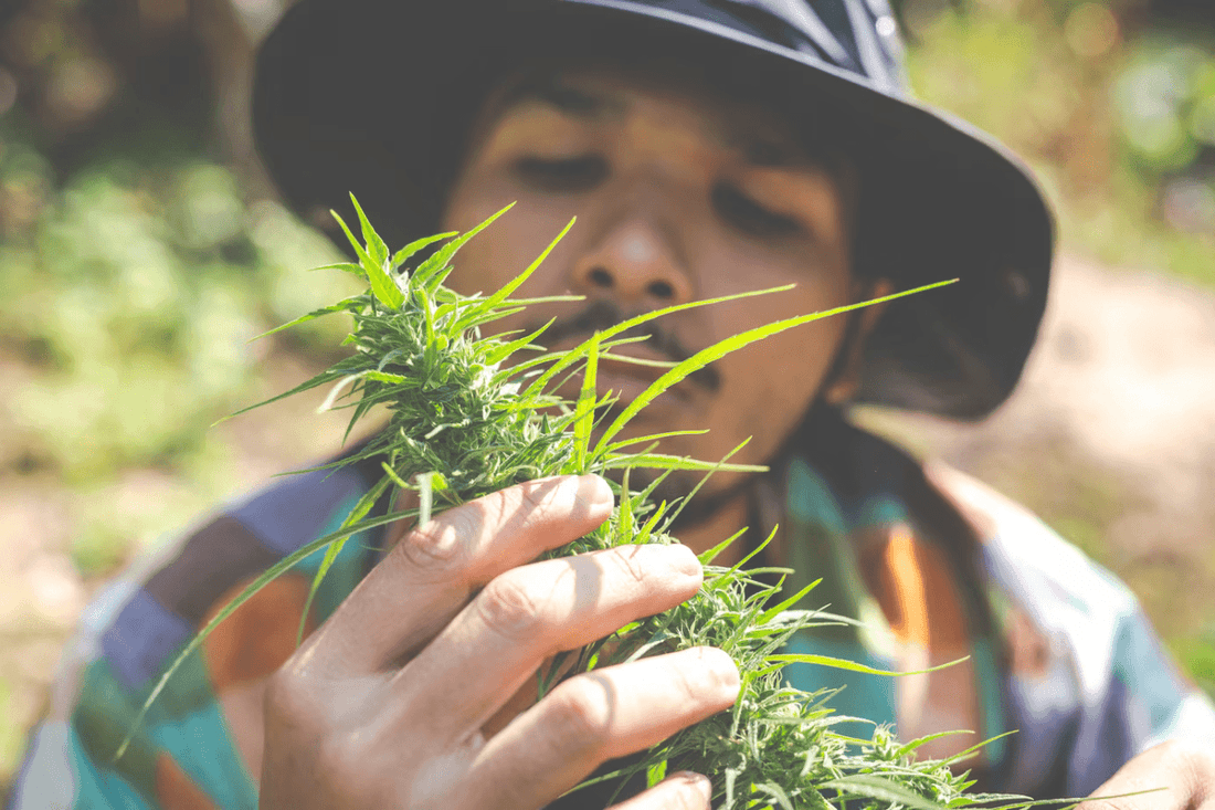Kannabiksen laillistaminen Thaimaassa
