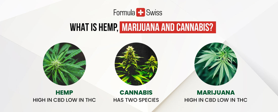 Mitä hamppu, marihuana ja kannabis ovat? Täydellinen opas kannabiksen ymmärtämiseen