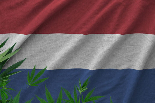 Alankomaiden lippu ja kannabiksen lehdet