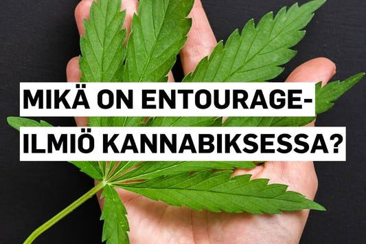 Mikä on entourage-ilmiö kannabiksessa?