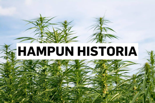 Hampun historia