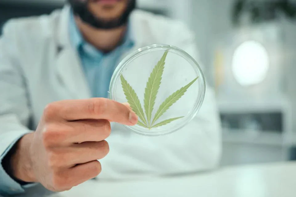 Mies pitelee kannabinoidilehtiä purkin päällä