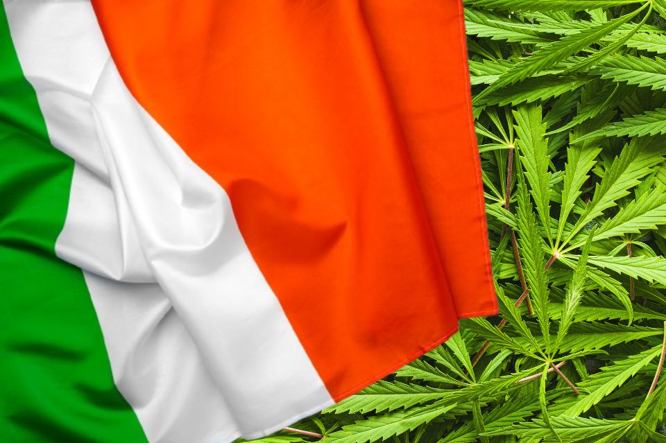 Italia hyötyy hampusta – lainsäädäntö tuo paineita