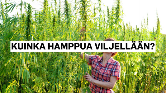 Kuinka hamppua viljellään?