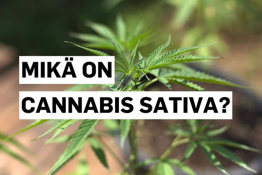 Mikä on Cannabis sativa?