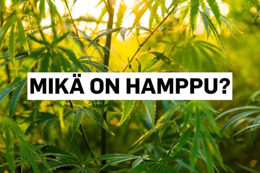 Mikä on hamppu?