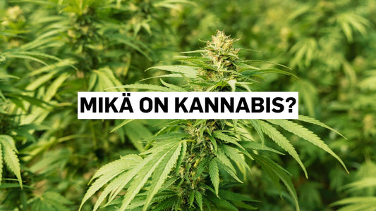 Mikä on kannabis?