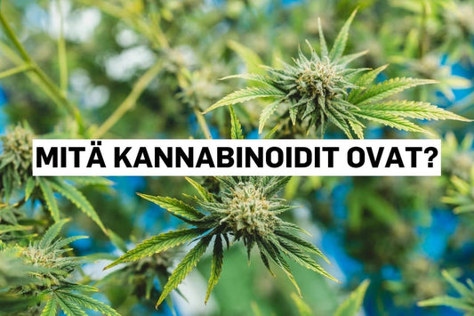 Mitä kannabinoidit ovat?