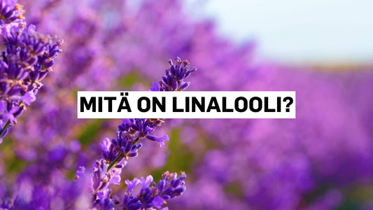 Mitä on linalooli?