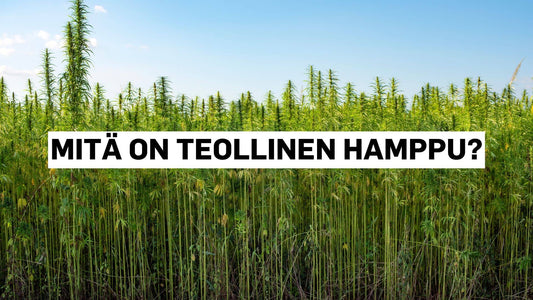 Mitä on teollinen hamppu?