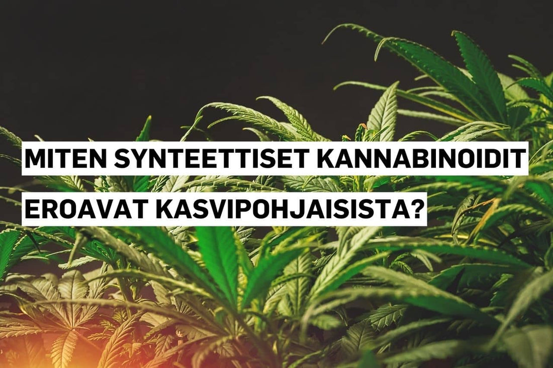 Synteettiset kannabinoidit verrattuna luonnollisiin kasvipohjaisiin kannabinoideihin.