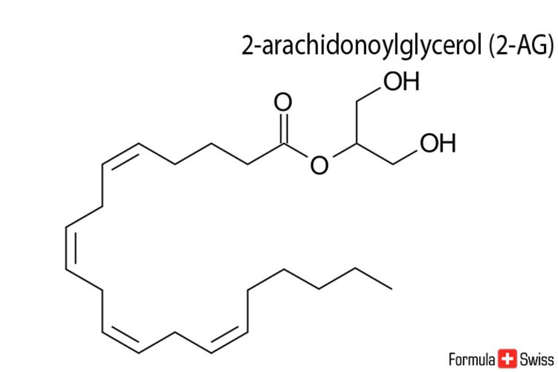 2-AG ja anandamidi - kaksi tärkeää endokannabinoidia.