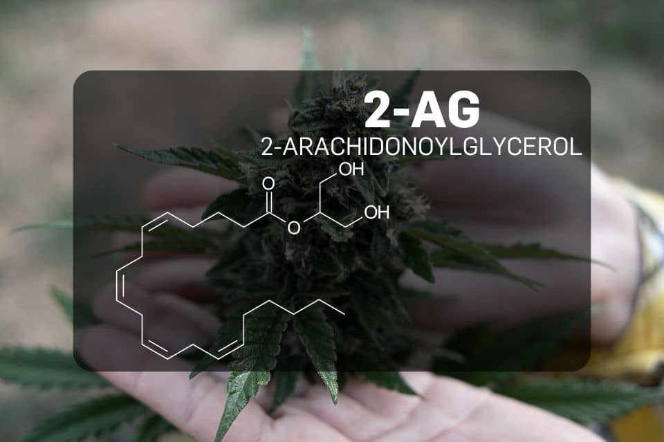 2-arakidonyyliglyserolin (2-AG) kemiallinen rakenne