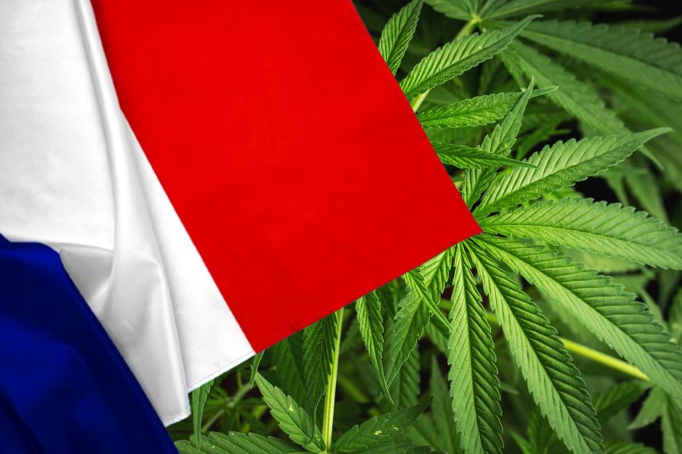 Ranskan lippu kannabiksen lehtien edessä