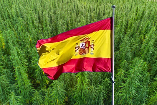 Espanjan lippu hamppupellon edessä