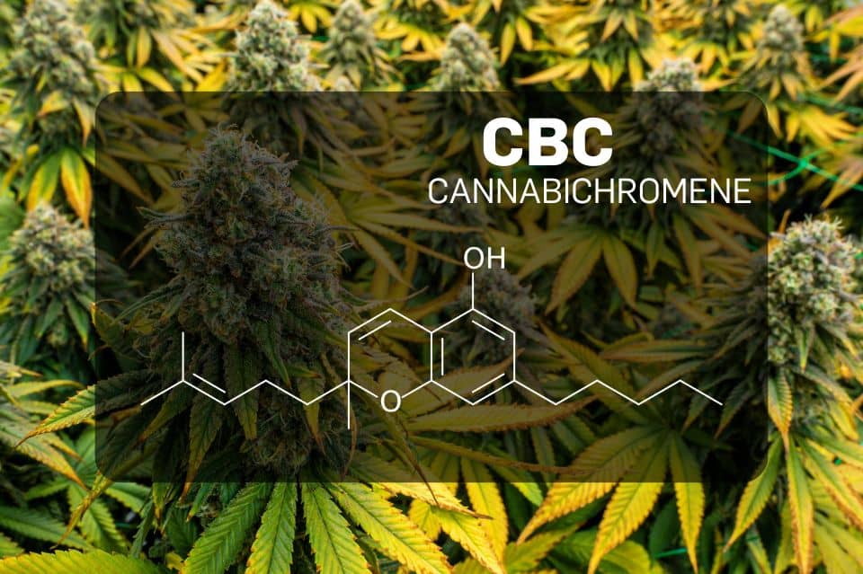 Cannabikromeeni (CBC)