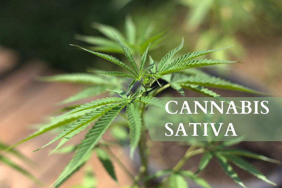Mikä on Cannabis Sativa?