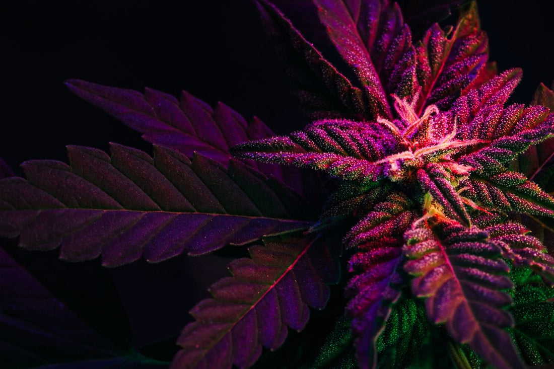 Purppuranpunainen kannabiksen lehti