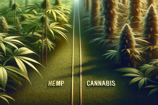 Hamppu vs. Kannabis