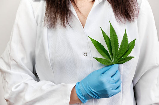 Lääkäri pitelee kannabiksen lehtiä