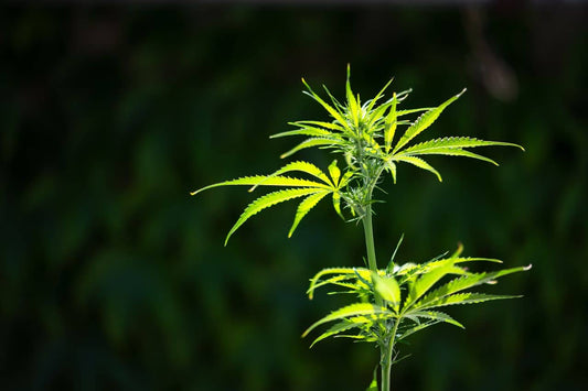 Kuvitus kannabiskasvista