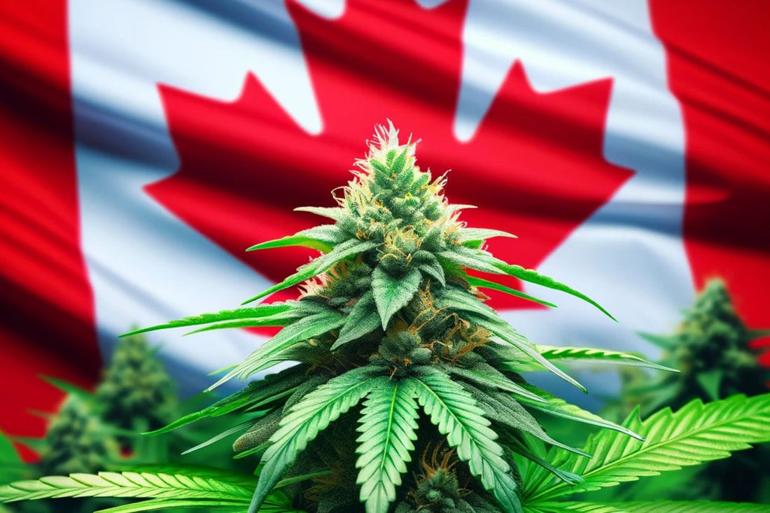 Kannabiskasvi Kanadan lipun edessä