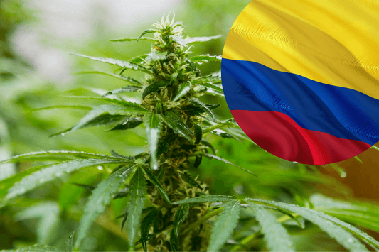 Kolumbian kannabiksen vientisäännökset