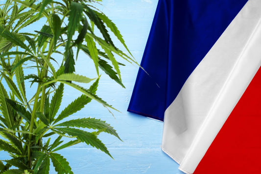 kannabiskasvi ja Ranskan lippu