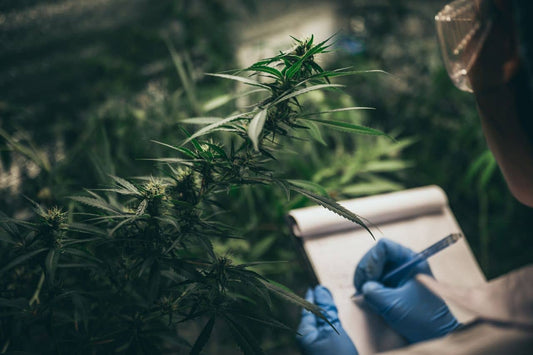 Scientist checking on cannabis plant