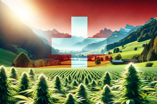 Kannabistila Sveitsissä