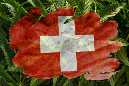 Sveitsin lippu ja kannabiskasvi taustalla