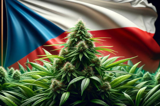 Kannabiskasvi ja Tšekin lippu