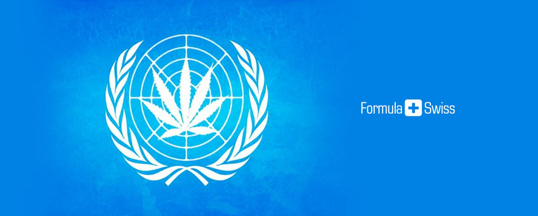 YK:n paneeli julkaisee ensimmäisen marihuanaa koskevan arvion