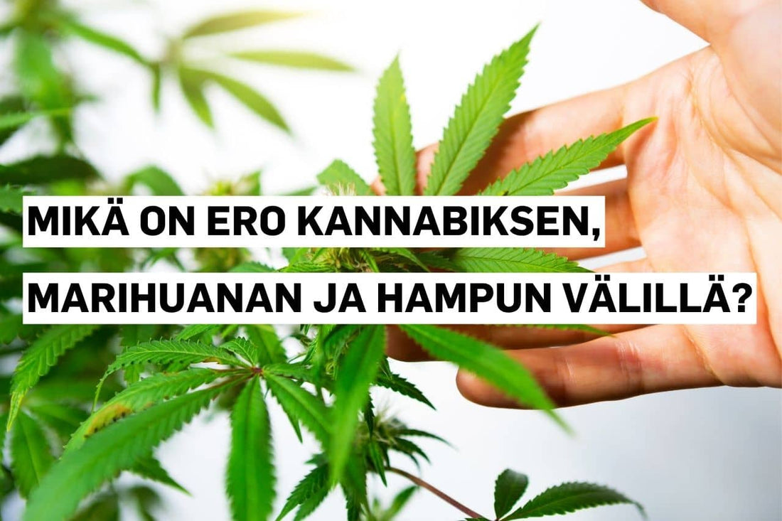 Ero kannabiksen, marihuanan ja hampun välillä