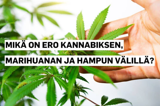 Ero kannabiksen, marihuanan ja hampun välillä