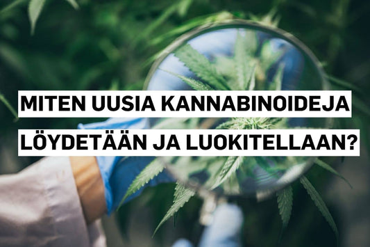 Miten uusia kannabinoideja löydetään ja luokitellaan?