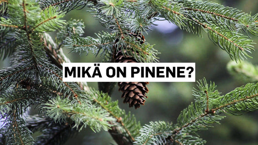 Mikä on pinene?