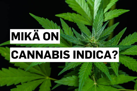 Mikä on Cannabis indica?