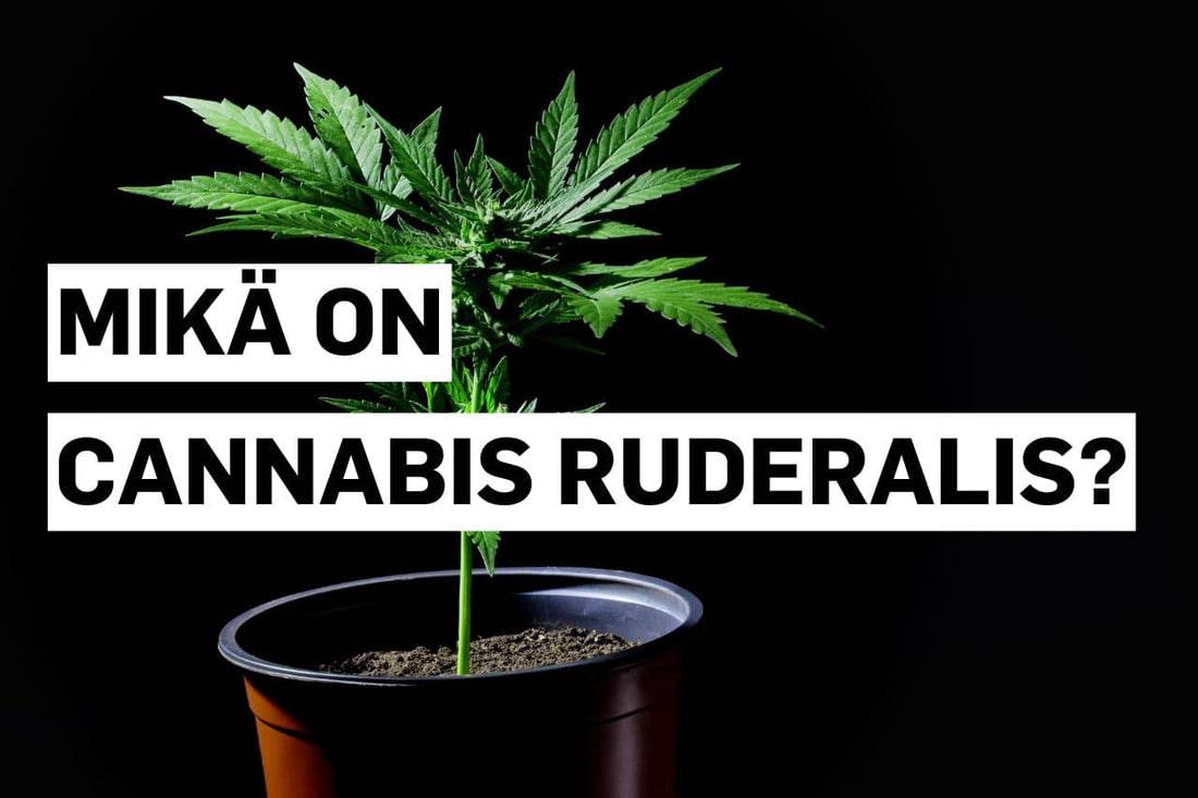 Mikä on Cannabis ruderalis?