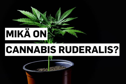 Mikä on Cannabis ruderalis?