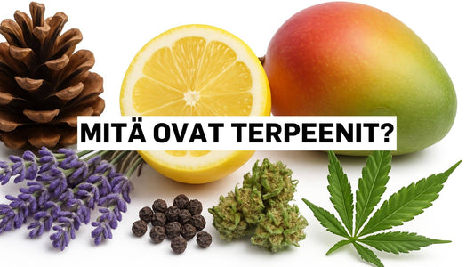 Mitä ovat terpeenit?